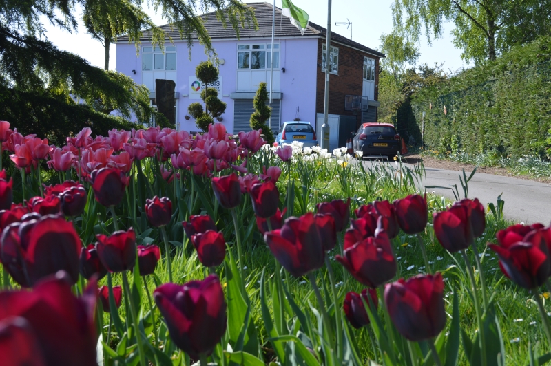 Oasis Community Gardens